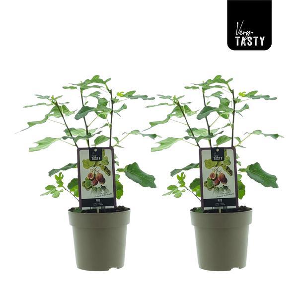 "Ficus ‘Precose de Dalmatie’ – Set van 2 vijgenbomen – Potmaat Ø15cm – Hoogte ca. 40cm – Zelfbestuivende fruitplanten voor terras of tuin."