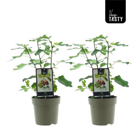"Ficus ‘Precose de Dalmatie’ – Set van 2 vijgenbomen – Potmaat Ø15cm – Hoogte ca. 40cm – Zelfbestuivende fruitplanten voor terras of tuin."
