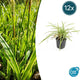 Carex morrowii 'Aureovariegata' – Kleurige schaduwplant