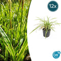 Carex morrowii 'Aureovariegata' Buitenplant | Gras - Planttoday
