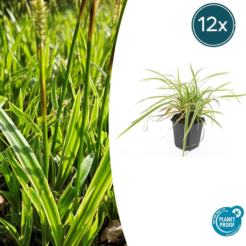 Carex morrowii 'Aureovariegata' Buitenplant | Gras - Planttoday
