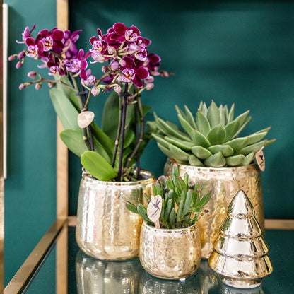Roze paarse Phalaenopsis orchidee - El Salvador + Luxury gouden sierpot