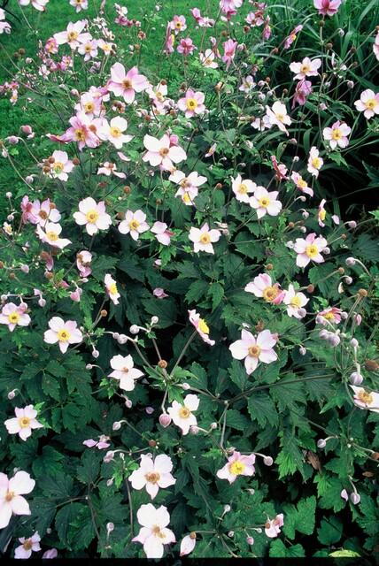 Anemone tom. 'Robustissima' paars-blauwe bloemen in bloembed