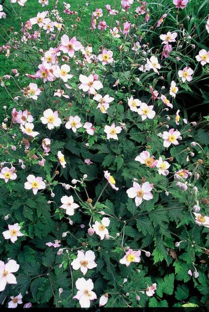 Anemone tom. 'Robustissima' paars-blauwe bloemen in bloembed