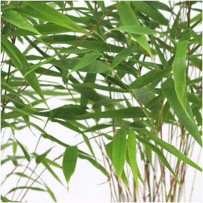 Niet-woekerende bamboe met groen blad voor haag en balkon