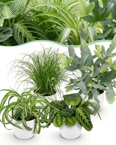 Huisdiervriendelijke kamerplantenmix met groen blad in witte pot