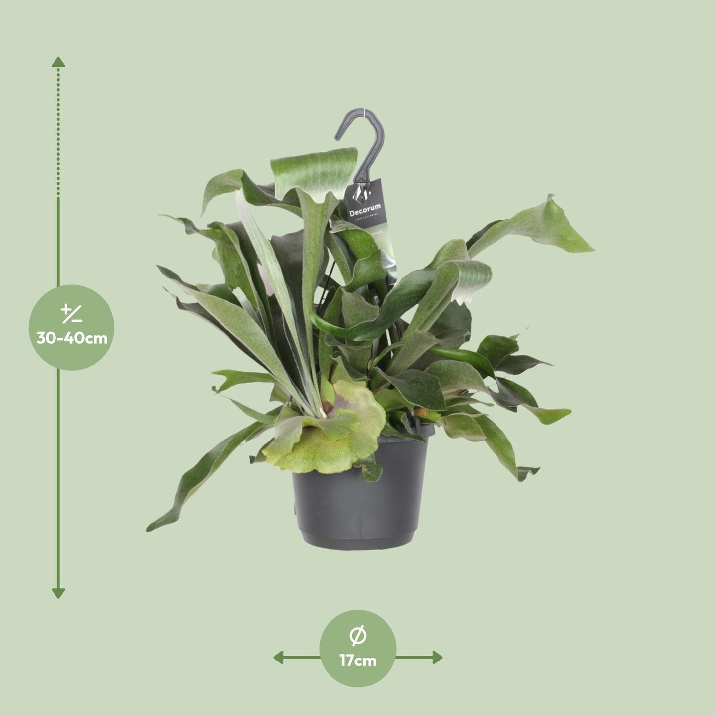 Platycerium bifurcatum | Hertshoornvaren | Kamerplant