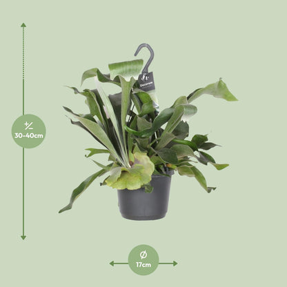 Platycerium bifurcatum | Hertshoornvaren | Kamerplant