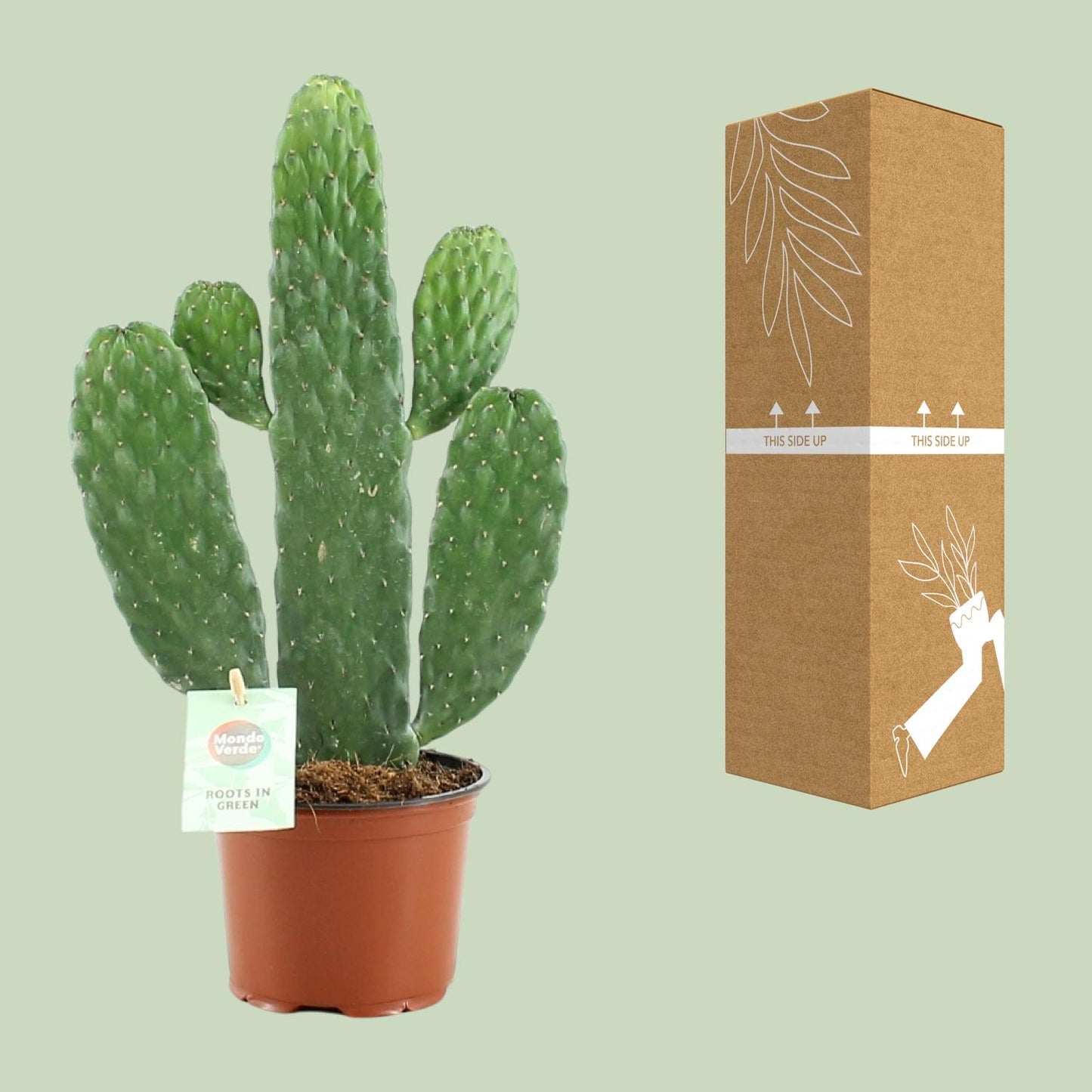 Opuntia Rubescens Consolea - Ø12cm - ↕35cm  - Cactus