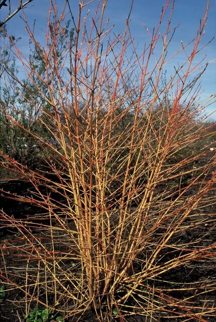 Cornus sanguinea ‘Anny’s Winter Orange’ – Set van 6 – ↕ 10–25 cm – Ø9 cm