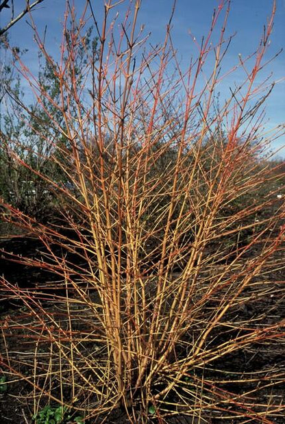 Cornus sanguinea ‘Anny’s Winter Orange’ – Set van 6 – ↕ 10–25 cm – Ø9 cm