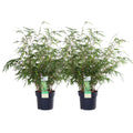 2x Fargesia rufa | Lichtgroene Bamboe
