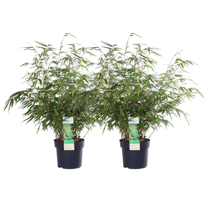 2x Fargesia rufa | Light Green Bamboo