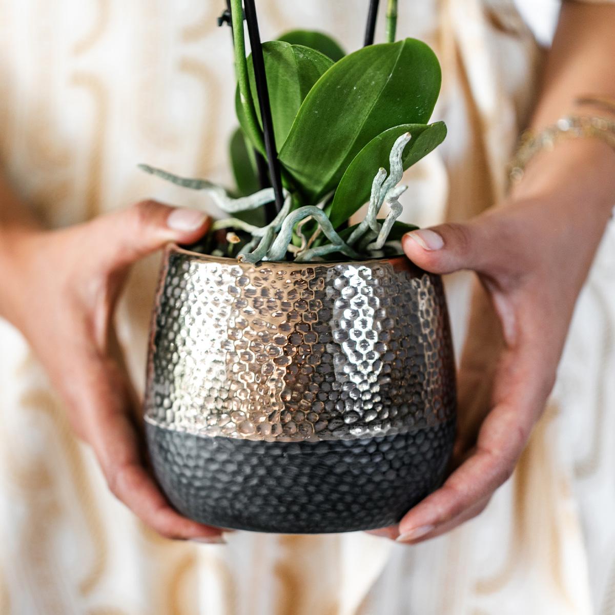 Geel-rode Phalaenopsis orchidee met 2 of 3 takken in koperkleurige Elite sierpot – Ø9cm – vers van de kweker, kamerplant."