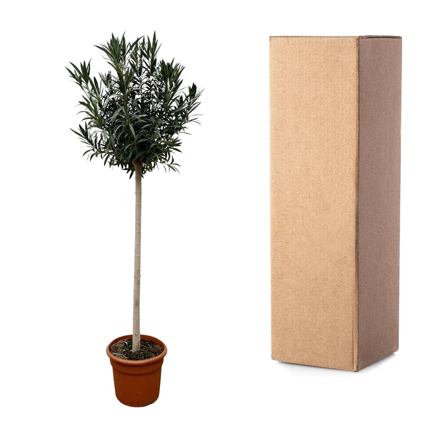Nerium Oleander auf Stiel mit weißer Blüte – 170 cm – Ø40. Blühender Zierstrauch