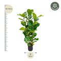 Ficus Lyrata Struik van 155 cm hoog in pot van Ø27 cm – met grote donkergroene vioolvormige bladeren en stevige stam – luxe kamerplant voor interieur