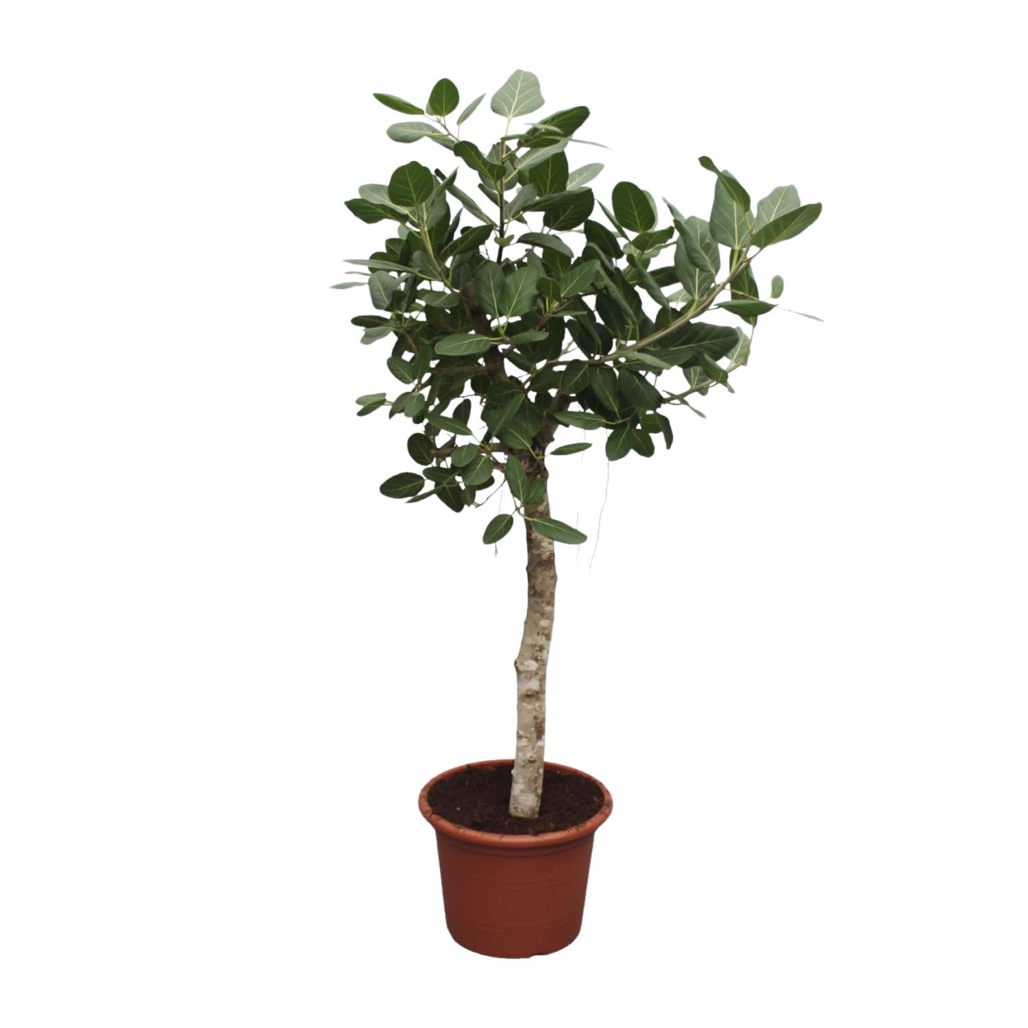 Grote Ficus Benghalensis kamerplant van ca. 200 cm hoog met glanzende donkergroene bladeren in pot Ø50 cm – tropische boom met vertakte vorm.”