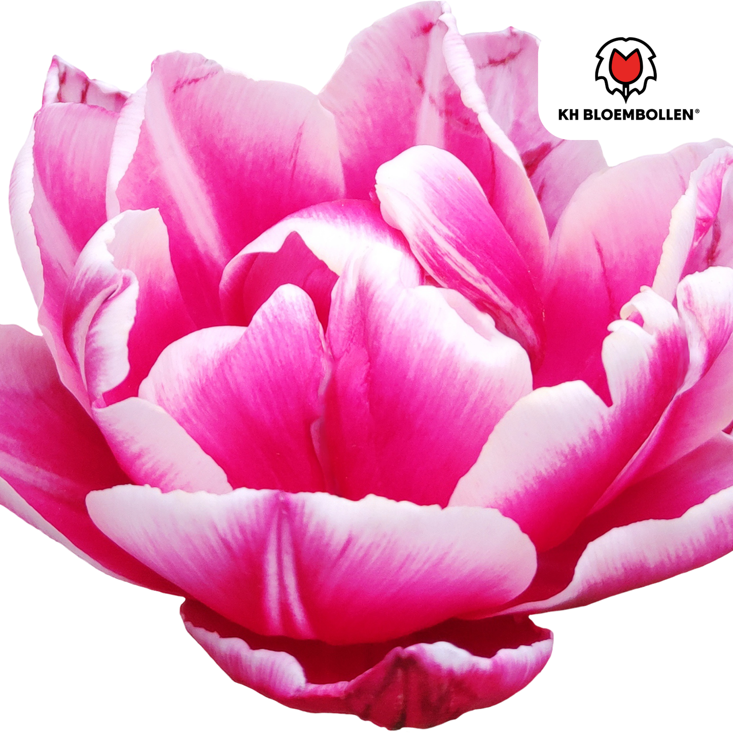 Tulpenbollen Columbus – 20 stuks | Roze-Witte Dubbele Pioentulp Elegant & Vol - Tulptoday