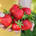 6 x Fruitplanten | Rode Aardbei | Fragaria Maxim | Winterhard - Planttoday