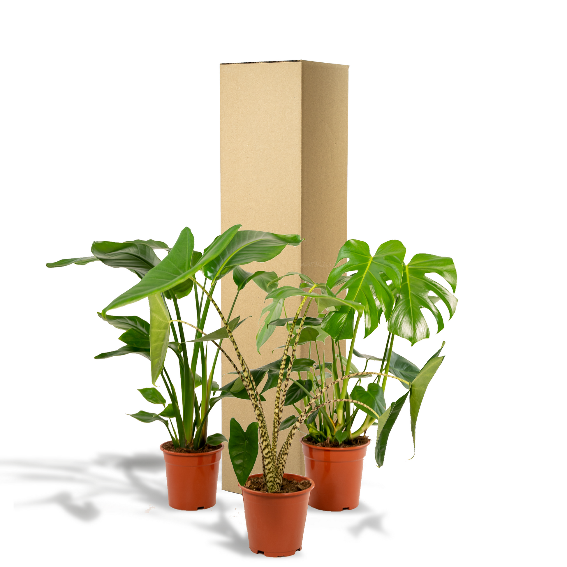 "Tropische kamerplantenmix met Monstera Deliciosa, Alocasia Zebrina en Strelitzia Nicolai – in potmaten Ø19-21 cm en hoogte tot 85 cm – vers geleverd met gratis verzending"

