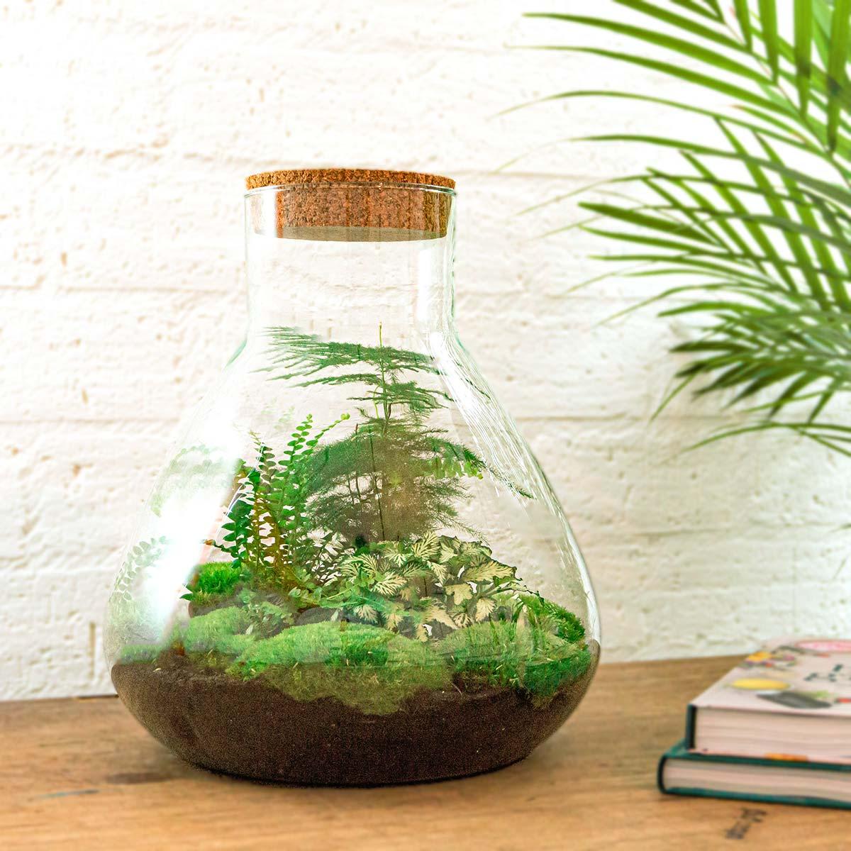 DIY Terrarium Sam XL Green | Terrarium Planten
