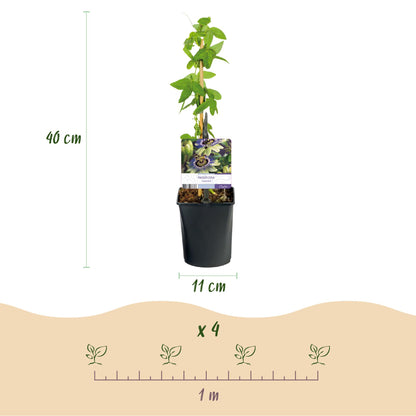 2 x Passiebloem | Passiflora caerulea  | Bloem Blauw met Groen Wit