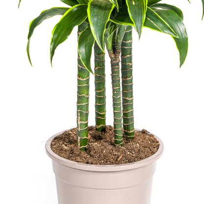 De Dracaena Deremensis Dorado is een prachtige kamerplant met een hoogte van ongeveer 110 cm en een diameter van 21 cm. Deze plant wordt rechtstreeks vanuit de kweker bij je thuis bezorgd binnen 1-3 werkdagen.