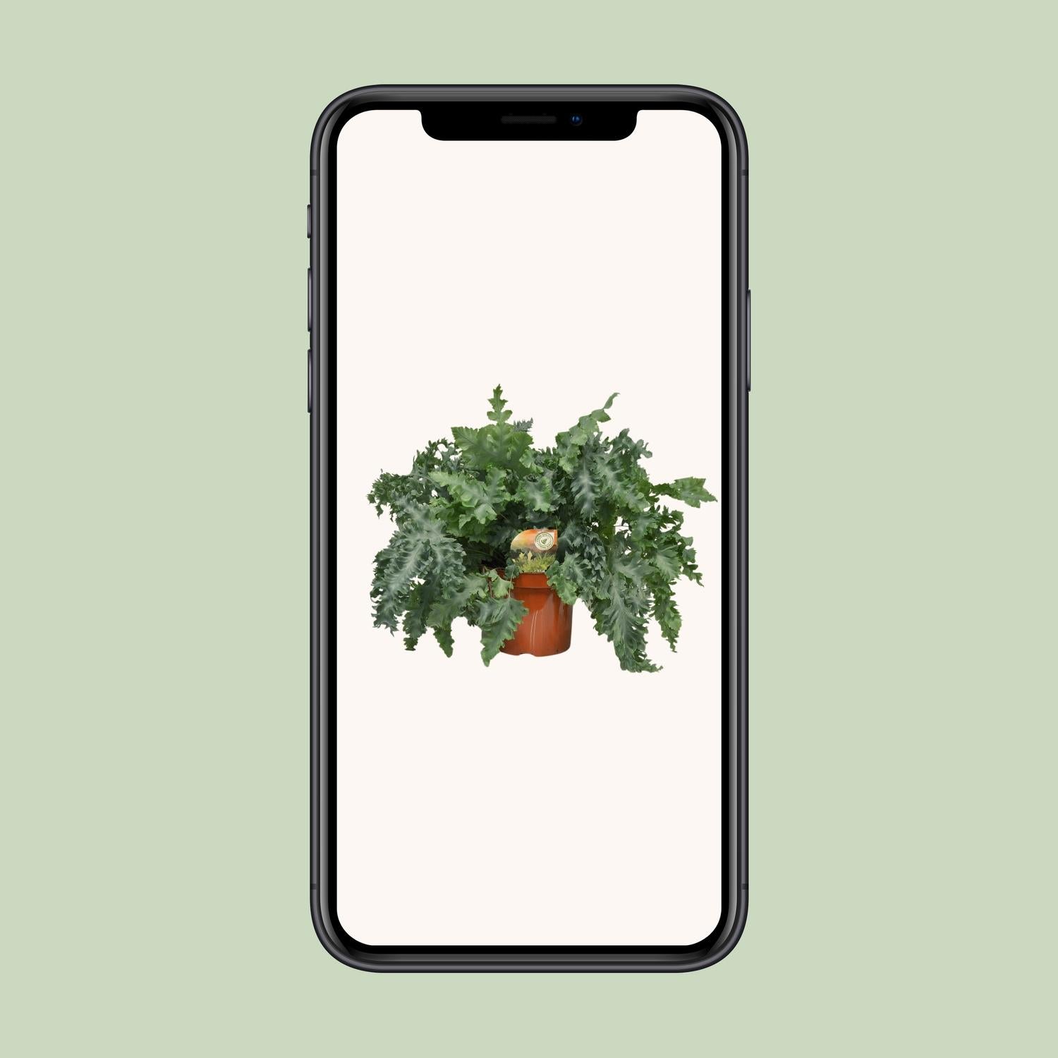 Phlebodium Davana – Gouden eikvaren met Ø26 cm pot en gouden bladeren, hoogte 60 cm