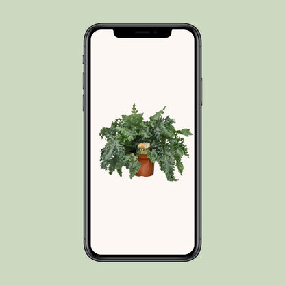 Phlebodium Davana – Gouden eikvaren met Ø26 cm pot en gouden bladeren, hoogte 60 cm