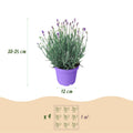 Lavandula angustifolia ‘Munstead’ | Geurige Lavendel