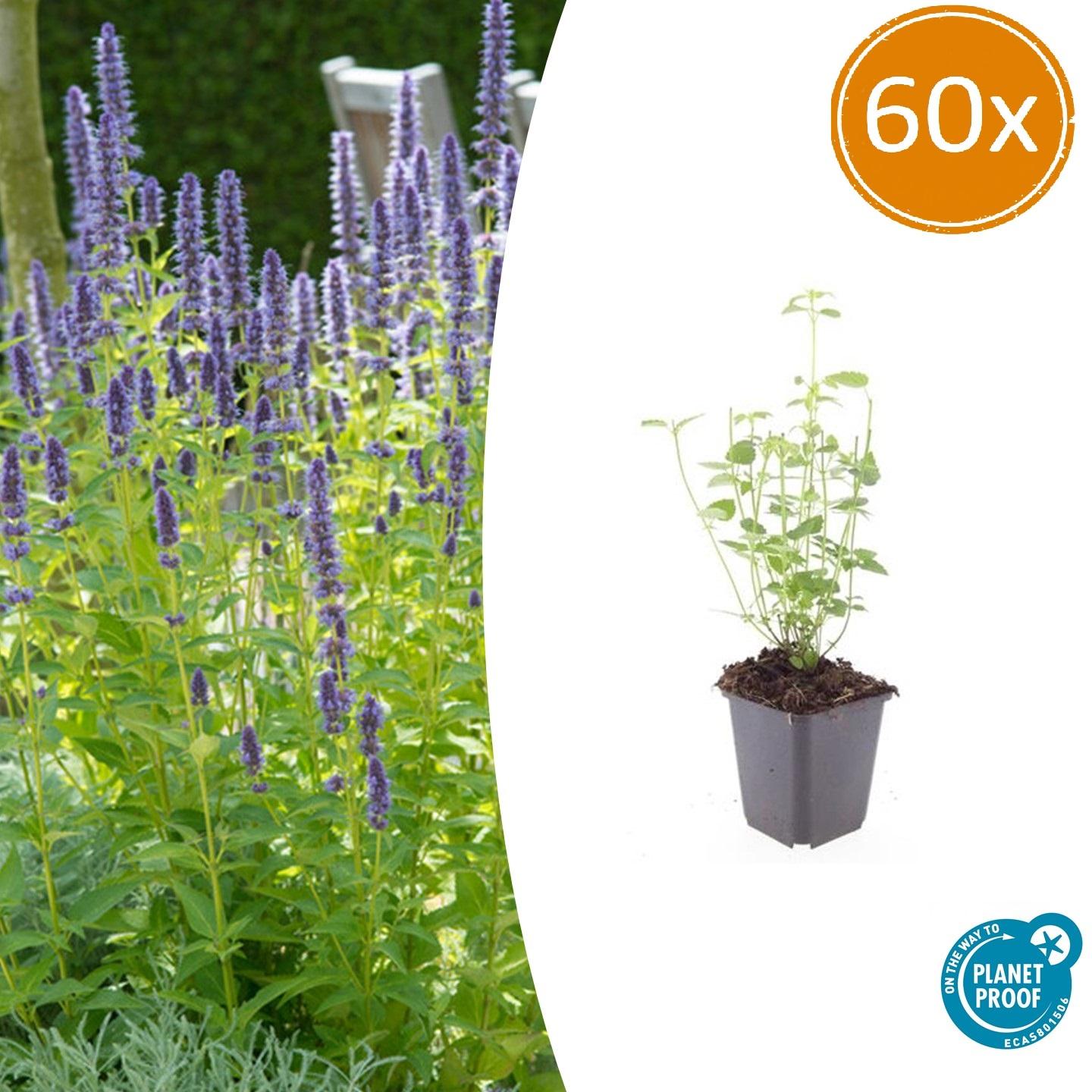 Agastache 'Black Adder' | Buitenplant | Dropplant