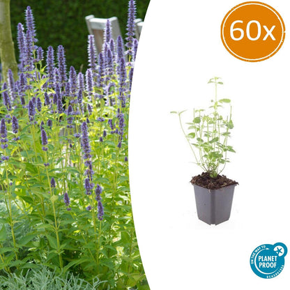 Agastache 'Black Adder' | Buitenplant | Dropplant