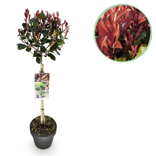 Photinia fraseri Little Red Robin |Terras Plant | Bladhoudend | Glansmispel