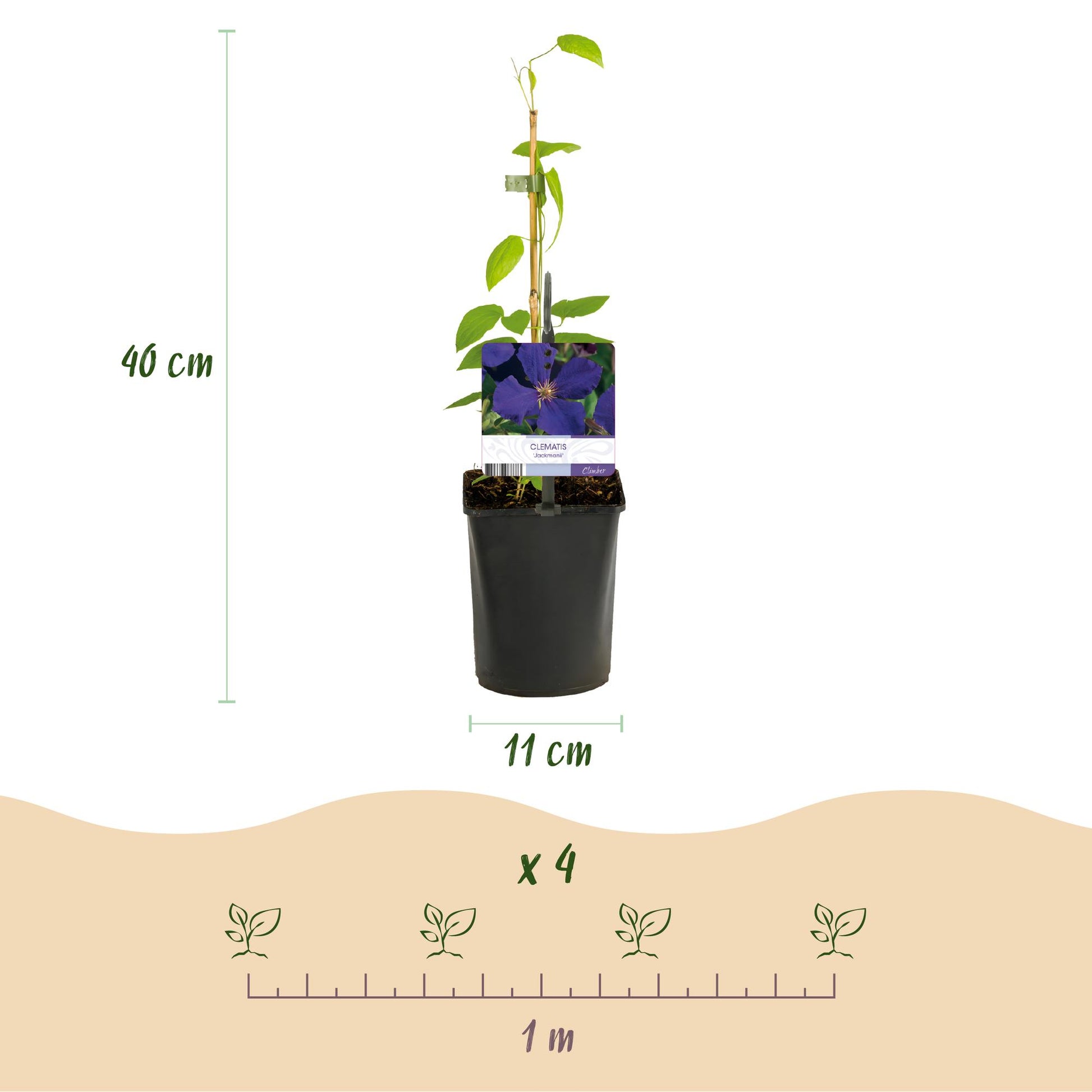 Kleurrijke Clematis Rainbow klimplant met roze, wit, paars en rood