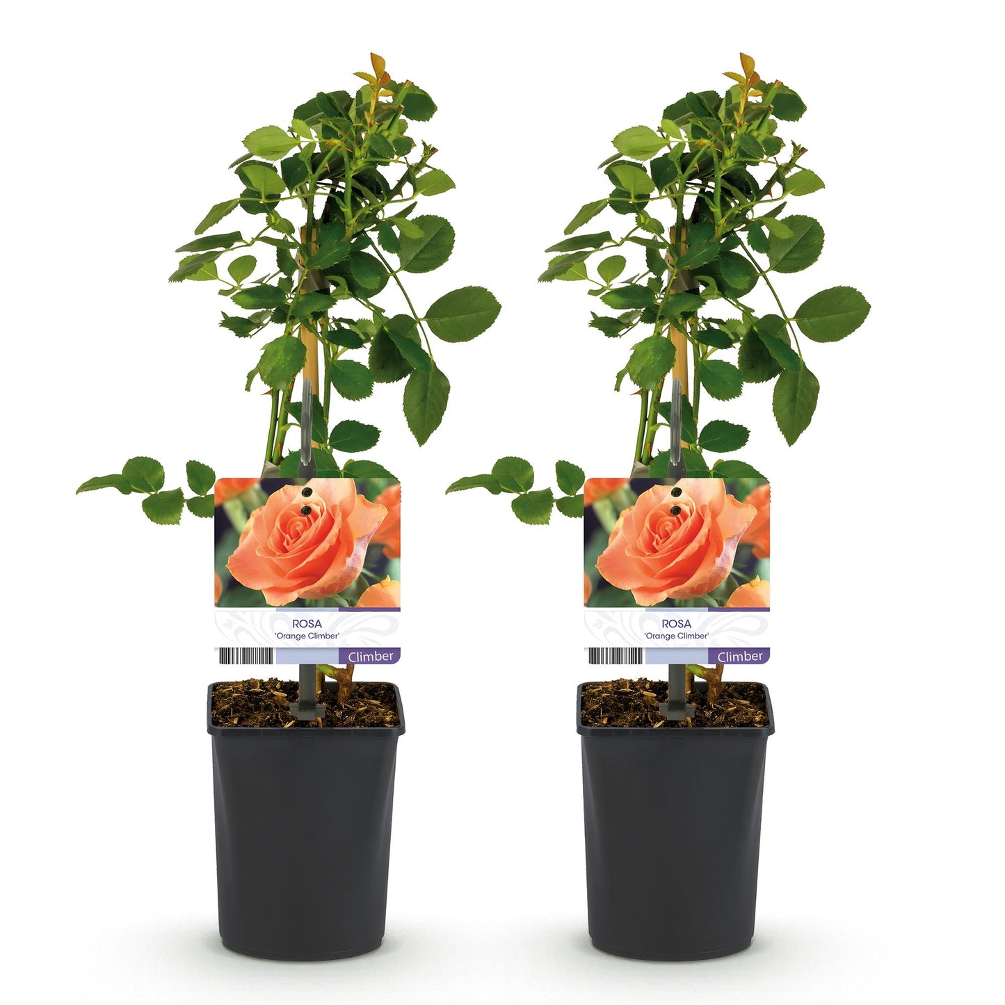 2 x Klimroos | Rosa Orange Climber | Bloem Oranje