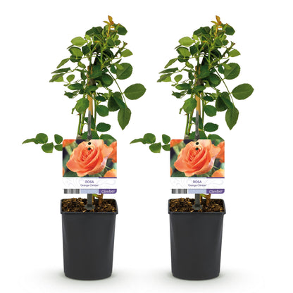 2 x Klimroos | Rosa Orange Climber | Bloem Oranje