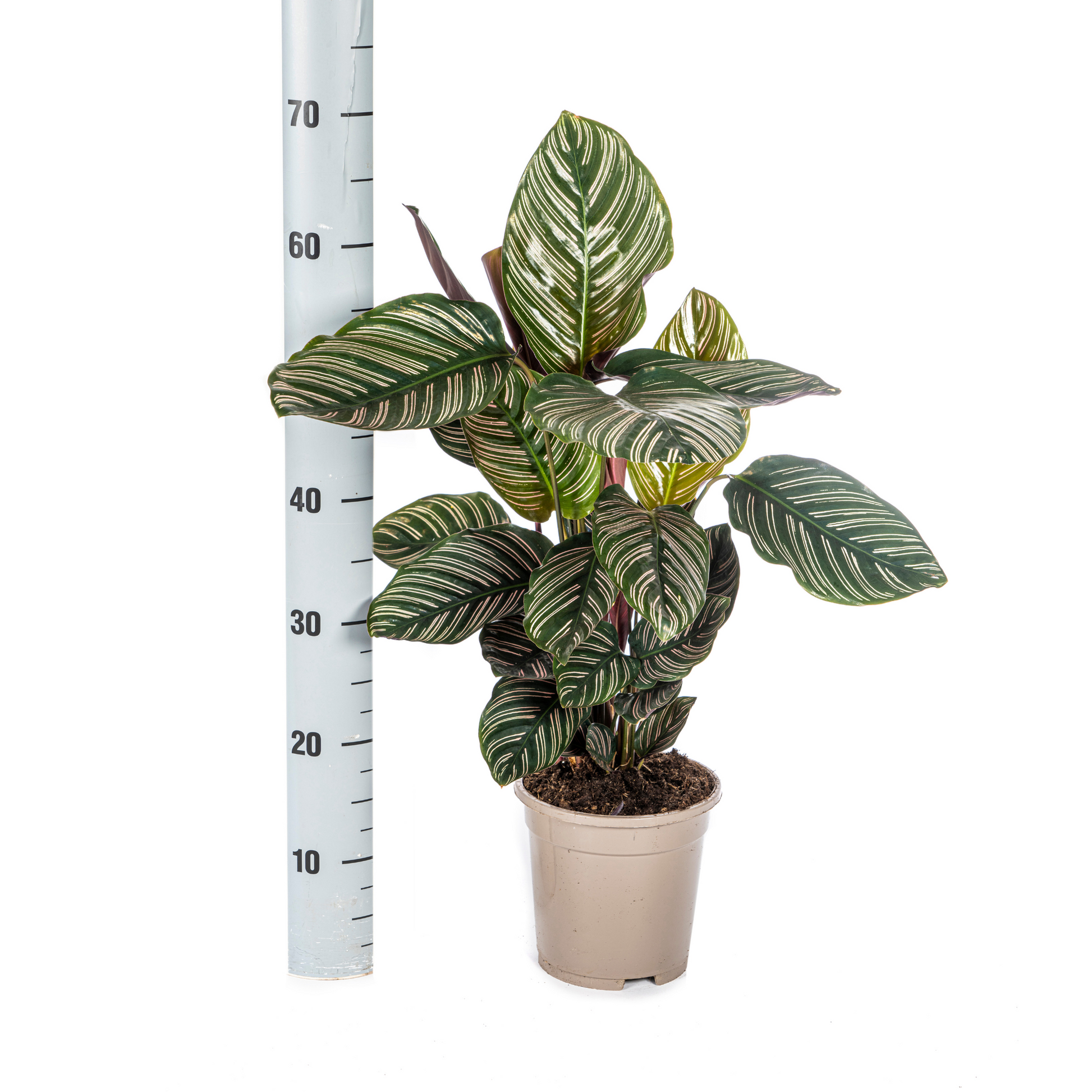 Calathea is een geslacht uit de familie Marantaceae. The Plant List erkent 277 soorten. Een aantal soorten wordt toegepast als sierplant.