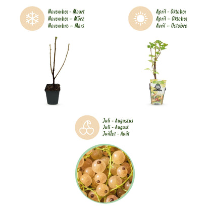 3x  Witte Bes | Ribes rubrum | Witte Hollander |Winterhard