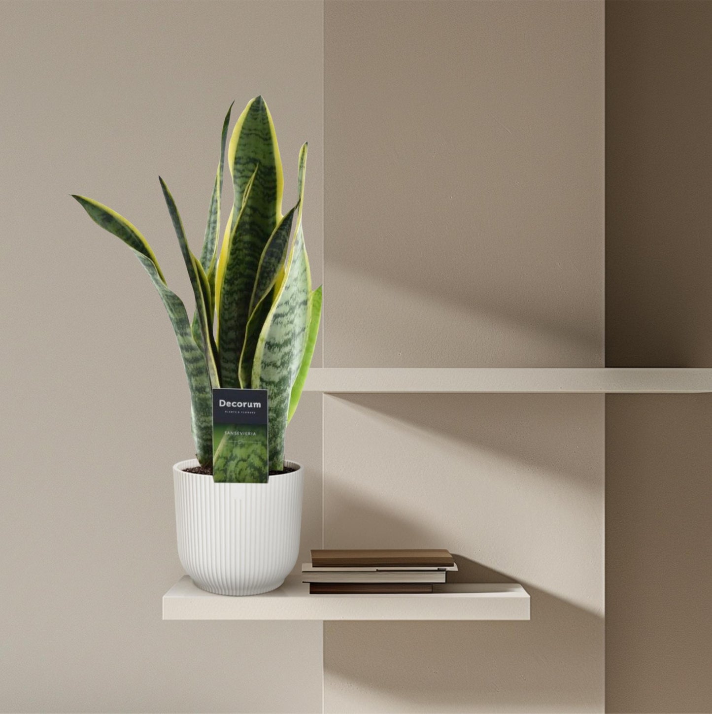 Sansevieria binnenplant kopen – Lage waterbehoefte en modern design - Vrouwentong bij Planttoday
