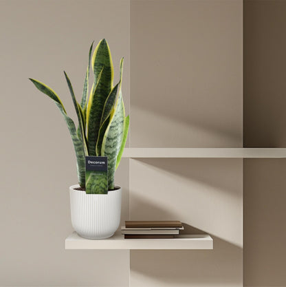 Sansevieria binnenplant kopen – Lage waterbehoefte en modern design - Vrouwentong bij Planttoday