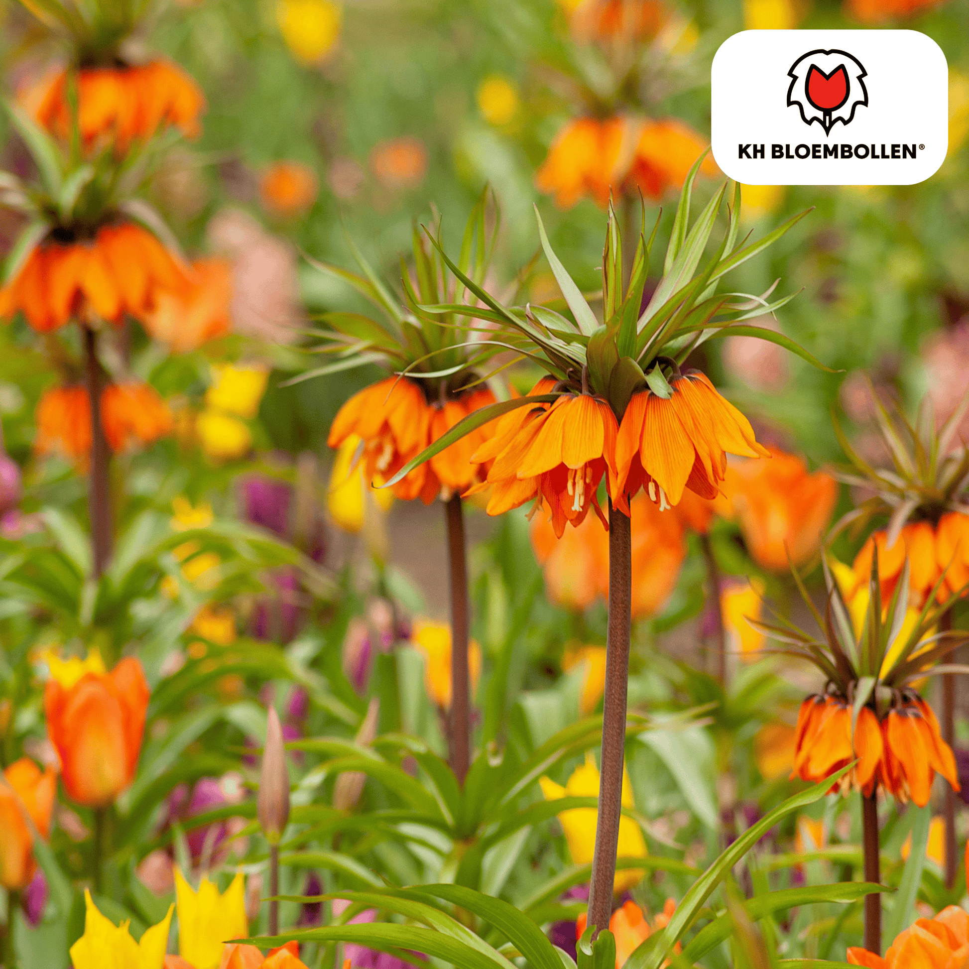 Fritillaria imperialis Garland Star – Keizerskroon met oranjerode bloemen als krans rond de steel, 5 bloembollen voor de tuin. Planttoday