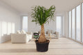 Ponytail palm kamerplant met sierlijke bladeren voor interieur