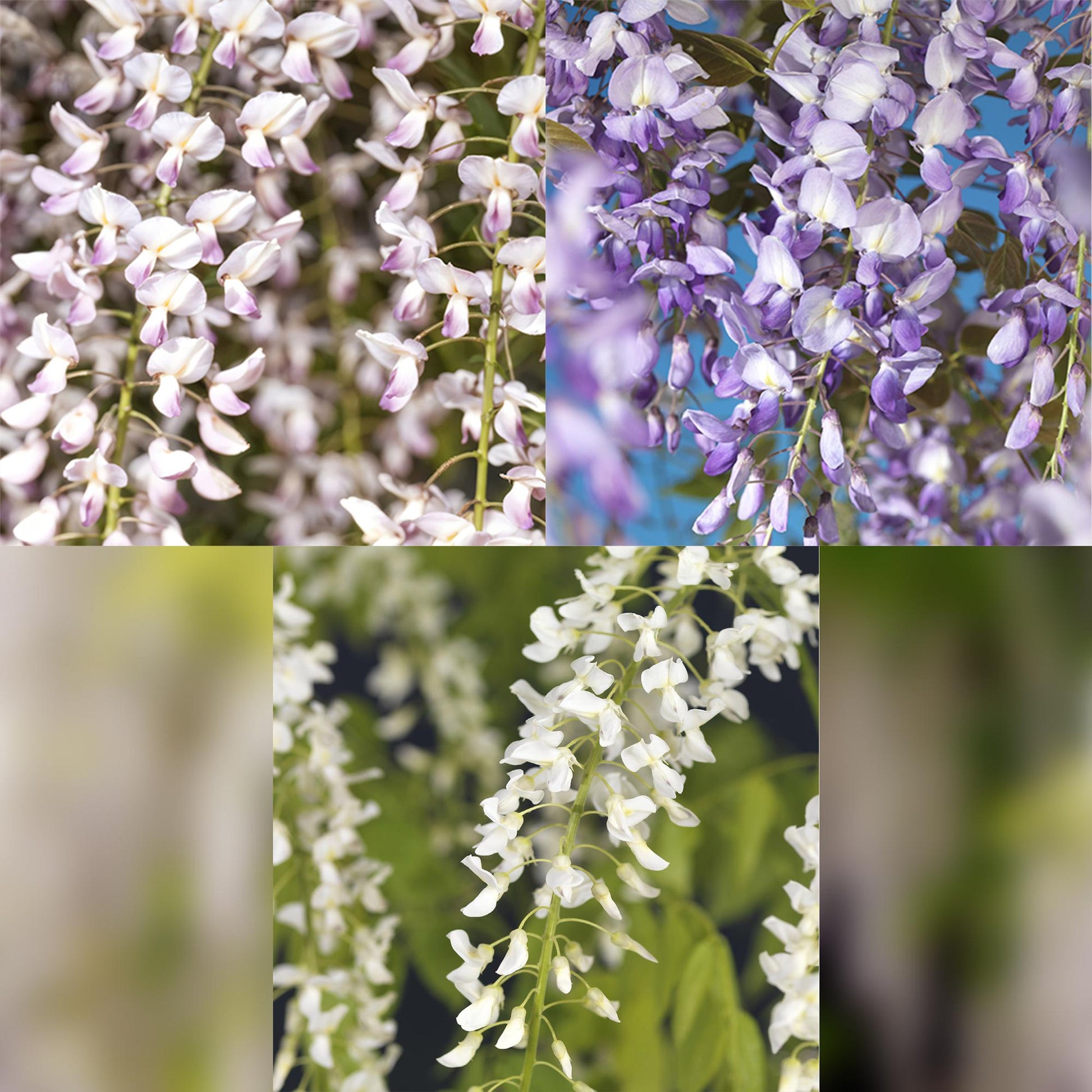 Wisteria floribunda Tricolour – set van drie blauweregen variëteiten met witte, blauwe en roze bloemen voor een kleurrijke en sfeervolle tuin