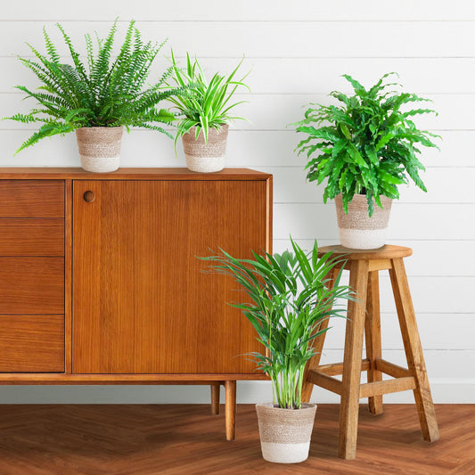 Set van 4 huisdiervriendelijke kamerplanten in duurzame handgevlochten zwarte jute plantenmanden – Krulvaren, Calathea, Goudpalm en Graslelie