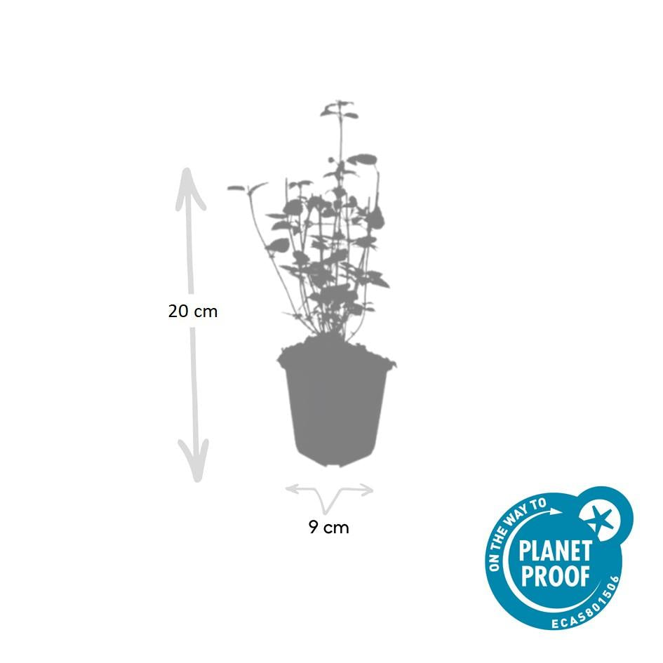 Agastache 'Black Adder' | Buitenplant | Monnikskap