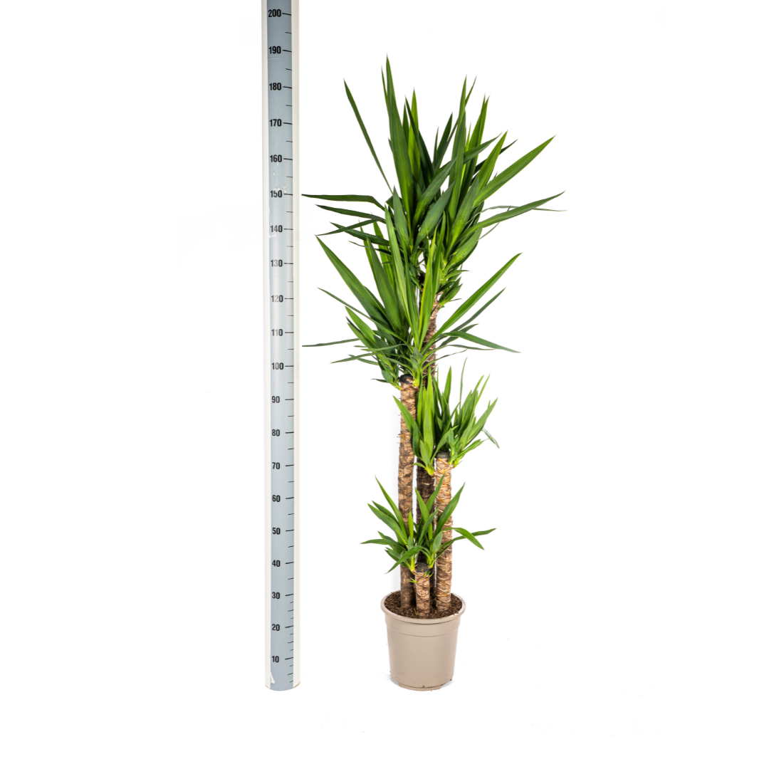 Yucca Elephantipes – grote kamerplant met stevige stelen en lange donkergroene zwaardvormige bladeren