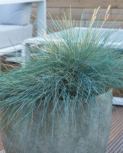 Festuca glauca ‘Elijah Blue’, blauw schapengras met blauwgrijze bladeren en witte pluimpjes, geschikt voor borders, rotstuinen en potten.