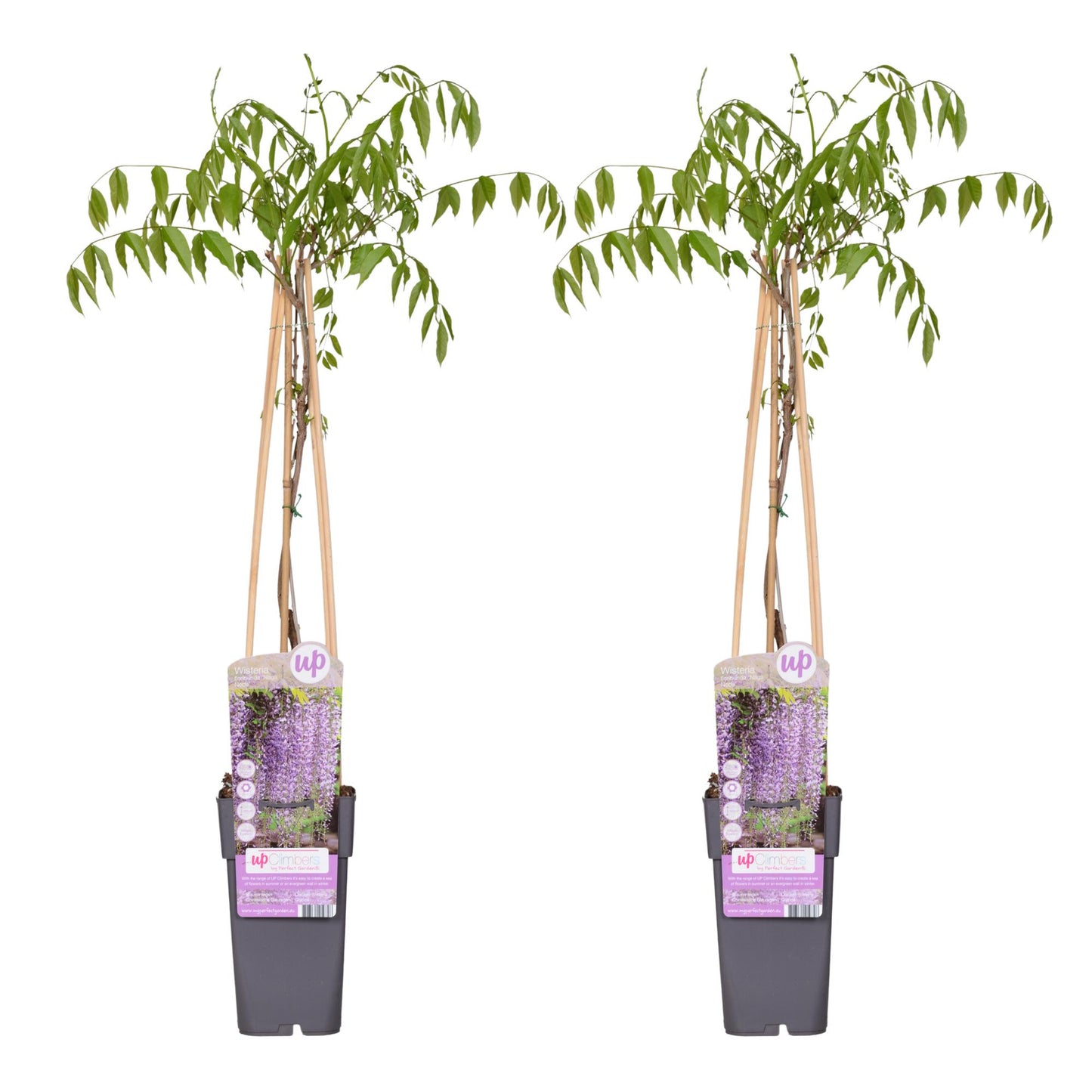 2x - Wisteria floribunda 'Naga Noda' - ↨65cm - Ø15. Doppelt blühend. Lila Regen,