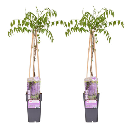 2x - Wisteria floribunda 'Naga Noda' - ↨65cm - Ø15. Doppelt blühend. Lila Regen,