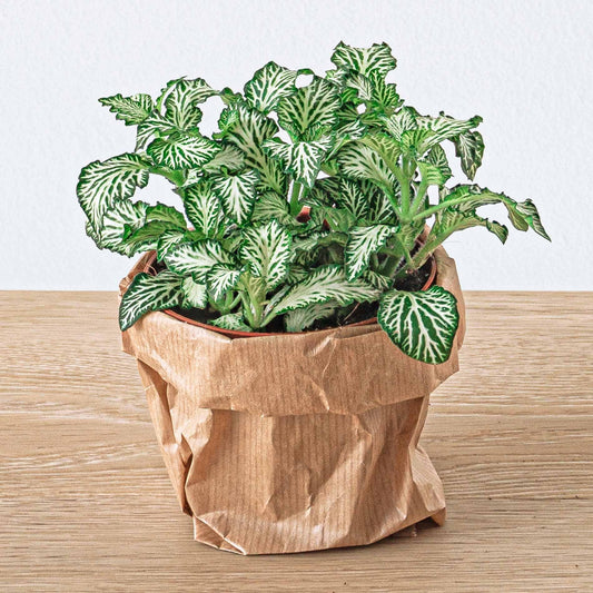 DIY planten terrarium pakket met 5 terrariumplanten, bolmossen, potgrond, hydrokorrels en stappenplan – geschikt voor flessen en glazen potten van 20–30 cm
